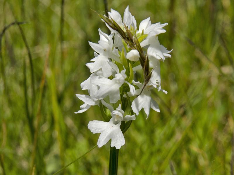 Dactylorhiza fuchsii